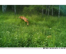 Αυτόνομη GPRS κάμερα με αυτονομία μηνών - Αποστολή MMS/Email - Ανίχνευση κίνησης - Αόρατα υπέρυθρα LED - Αδιάβροχη